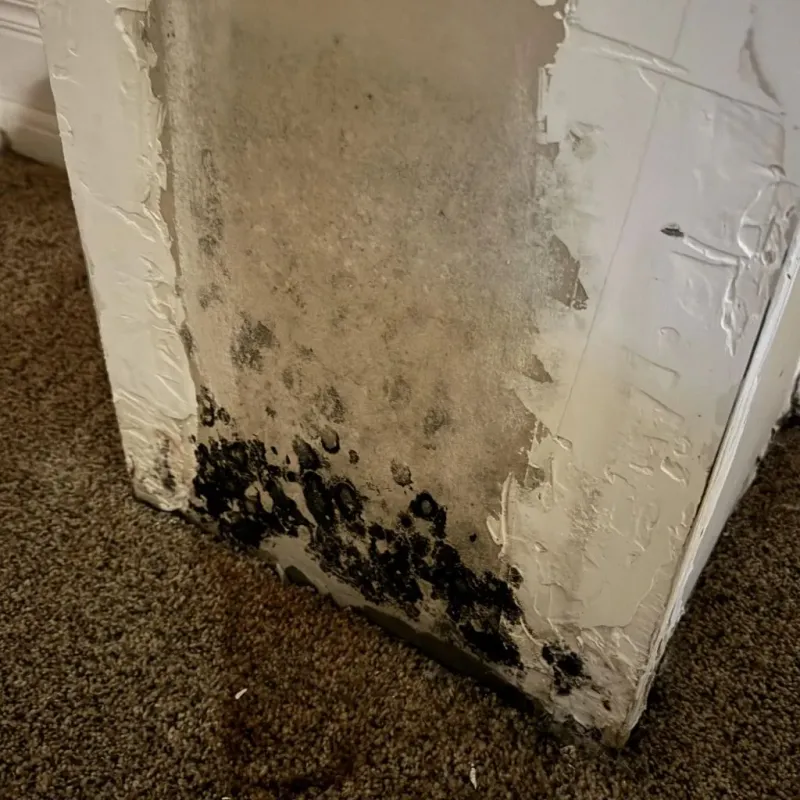 Professional Mold Removal in Halls, TN
